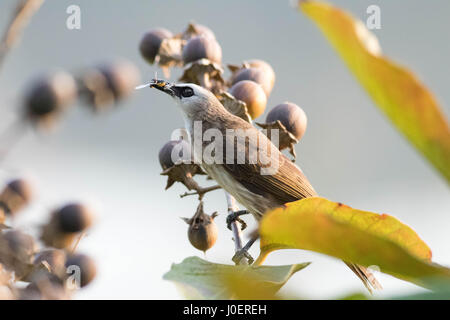 Gelb-entlüftet Bulbul Fütterung auf einen Fehler. Diese Vögel verbrauchen auch Früchte und Beeren, und gelegentlich auf Nektar schlürfen. Stockfoto