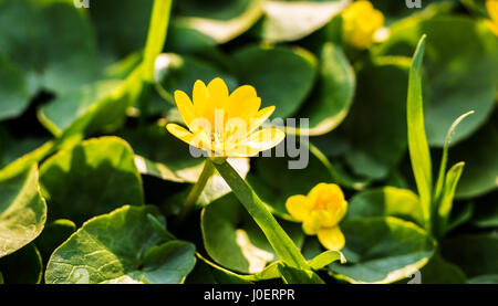 Blühenden kleinen Schöllkraut (Ficaria Verna, Ranunculus Ficaria) Stockfoto