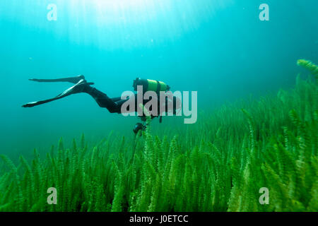 Tauchen in Plitvicer Seen, Kroatien Stockfoto