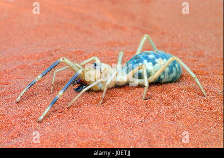 Kamelspinne Weibchen zeigt Eier durch den Bauch Stockfoto