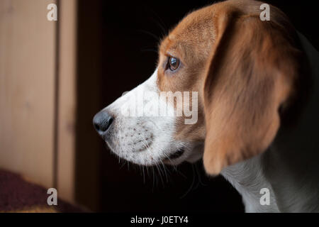 Junge Beagle in das Fenster beobachten. Tierkopf Nahaufnahme Schuss. Stockfoto