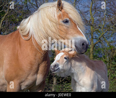 Haflinger Stute und Fohlen auf Wiese Stockfoto