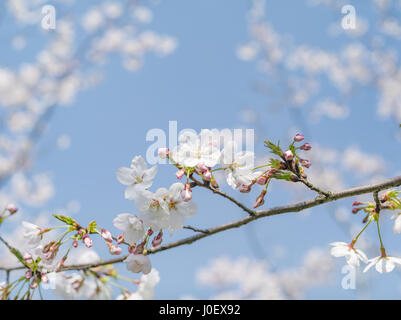 Herbststaffel Blumen, schöne Yoshino Kirschenbaum Blüten. Stockfoto