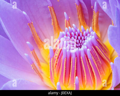 Sommer-Blumen-Serie, wird schön lila Seerose blüht in Makroaufnahme. Stockfoto