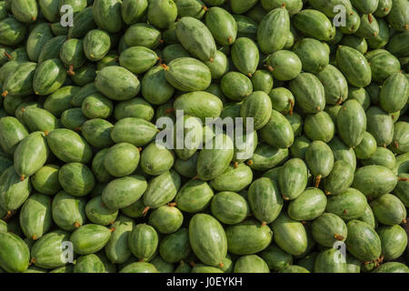 Spitzer Kürbis, Varanasi, Uttar Pradesh, Indien, Asien Stockfoto