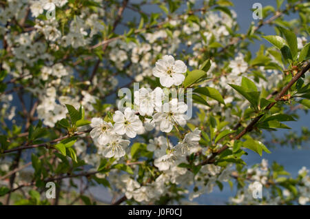 Blühender Zweig der Sauerkirsche Baum im Frühling. Stockfoto
