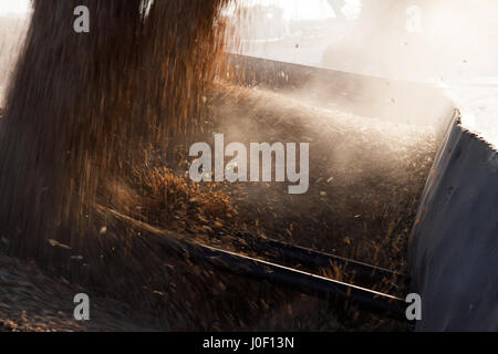 Mähdrescher Weizen auf Traktor-Anhänger für den Transport zu übertragen. Stockfoto
