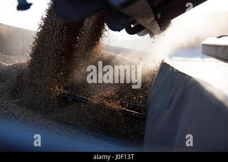 Mähdrescher Weizen auf Traktor-Anhänger für den Transport zu übertragen. Stockfoto