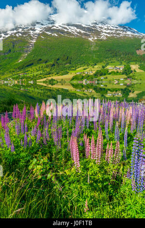 Blühenden, bunten Lupinen dot ein Seeufer, schneebedeckte Berge im Hintergrund Stockfoto