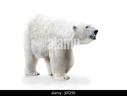 Eisbär Weibchen isoliert auf weißem Hintergrund Stockfoto