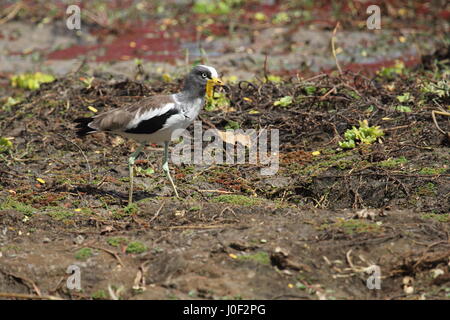 White-crowned Kiebitz in North Luangwa Nationalpark in Sambia Stockfoto