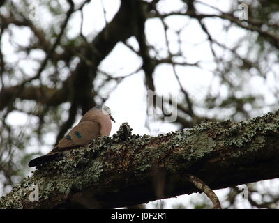 Smaragd Spotted Holz-Taube Turtur Chalcospilos, Aufruf, in Sambia, Süd-Zentral-Afrika Stockfoto