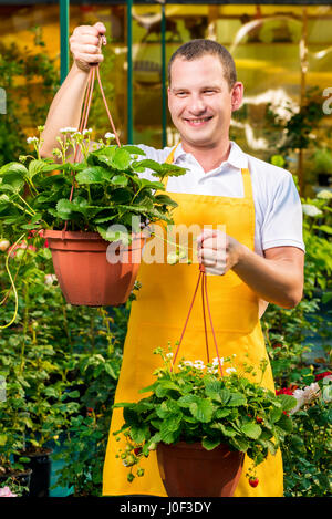 Erfolgreiche männliche Gärtner mit Erdbeeren in einem Gewächshaus Stockfoto