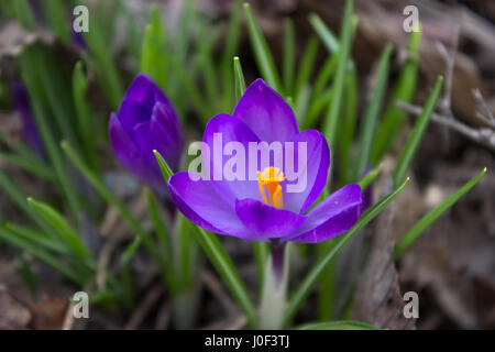 Frühlingsblumen Stockfoto