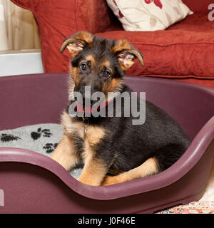 Deutscher Schäferhund im Alter von 10 Wochen, Männlich Stockfoto