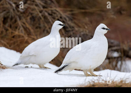 Zwei rock Ptarmigans (Lagopus Muta / Lagopus Mutus) im Winterkleid Stockfoto