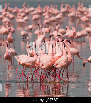 Große Gruppe Flamingos am See. Kenia. Afrika. Nakuru-Nationalpark. Bogoriasee Nationalreservat. Stockfoto