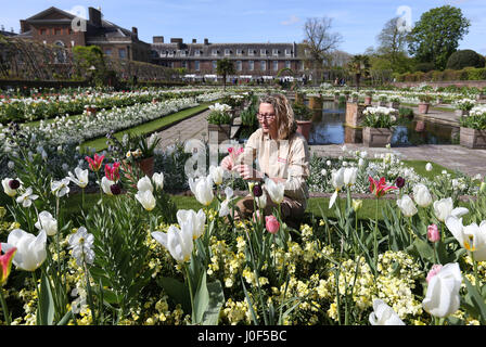 Ein Gärtner Historic Royal Palaces tendenziell blüht der weiße Garten im Kensington Palace, London, geschaffen, um das Leben von Diana, Princess of Wales zu feiern. Stockfoto