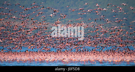 Flamingos im Flug. Kenia. Afrika. Nakuru-Nationalpark. Bogoriasee Nationalreservat. Stockfoto