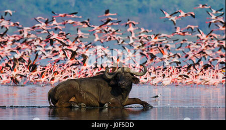 Buffalo, liegend im Wasser vor dem Hintergrund der großen Scharen von Flamingos. Kenia. Afrika. Nakuru-Nationalpark. Bogoriasee Nationalreservat. Stockfoto