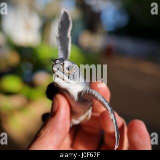 Frisch geschlüpfte Baby Meeresschildkröte wird Halt zwischen Fingern in einer Brüterei in Sri Lanka Stockfoto