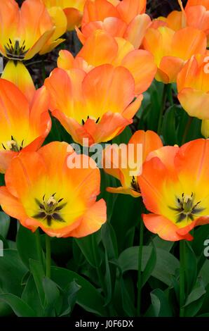 Tulipa Tagtraum Tulpe Tagtraum großen beeindruckenden orange Blüten blüht Stockfoto