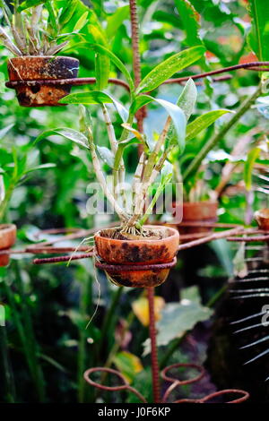 Orchidee Blume gepflanzt in einem hängenden Topf in Asien Stockfoto