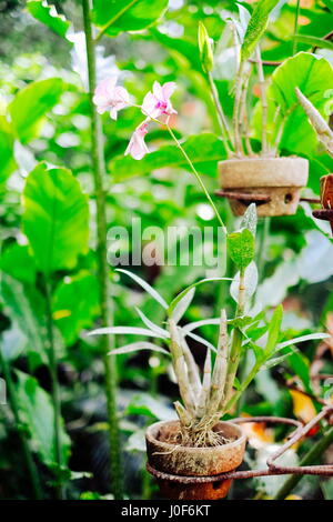 Orchidee Blume gepflanzt in einem hängenden Topf in Asien Stockfoto