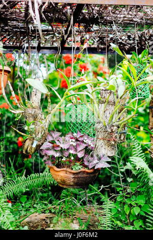 Orchidee Blume gepflanzt auf einem trockenen hängenden Holz in Asien Stockfoto