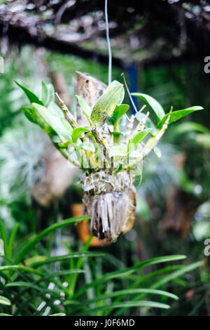 Orchidee Blume gepflanzt auf einem trockenen hängenden Holz in Asien Stockfoto