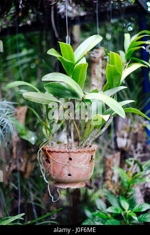 Orchidee Blume gepflanzt in einem hängenden Topf in Asien Stockfoto