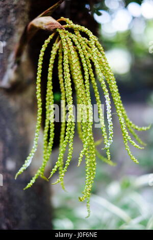 Grüne Caryota Mitis blühen im Garten Stockfoto