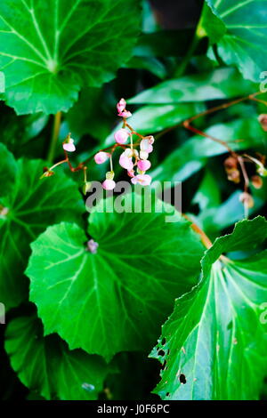 Orchidee Blume gepflanzt auf einem trockenen hängenden Holz in Asien Stockfoto