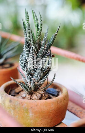 Closeup, Zebra Haworthia Fasciata, Attenuata Sukkulente der trockenen Pflanze Stockfoto