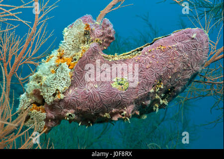 Pinguine Flügel Auster (Pteria Penguin) und Porifera (Haliclona spec.) linke Seite... Stockfoto