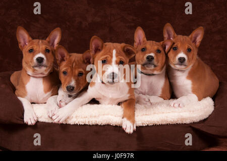 Basenji. Fünf Welpen (7weeks alt) auf einem Haustier Bett liegend. Studio Bild vor dem braunen Hintergrund. Deutschland Stockfoto