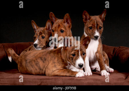 Basenji. Vier Welpen (6 Wochen alt) liegen und sitzen auf einem Tierbett. Studio Bild vor einem schwarzen Hintergrund. Deutschland Stockfoto