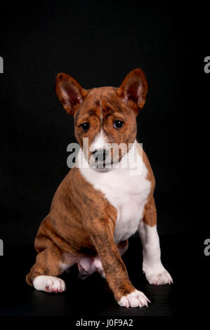 Basenji. Welpen (6 Wochen alt) sitzen. Studio Bild vor einem schwarzen Hintergrund. Deutschland Stockfoto