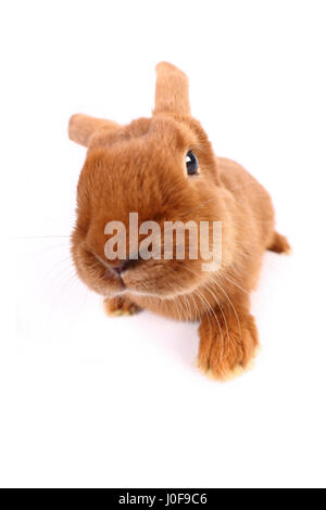 New Zealand Red Rabbit. Erwachsenen frontal gesehen. Studio Bild vor einem weißen Hintergrund. Deutschland Stockfoto