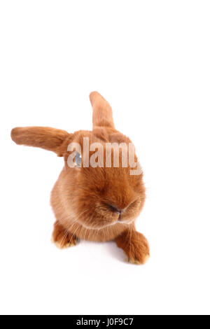 New Zealand Red Rabbit. Erwachsenen frontal gesehen. Studio Bild vor einem weißen Hintergrund. Deutschland Stockfoto