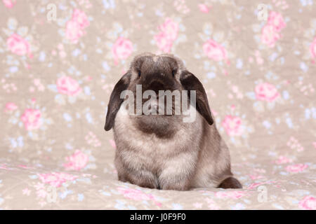 Hängeohrigen Zwerg Kaninchen. Studio Bild gegen ein florales Design Tapete gesehen. Deutschland Stockfoto