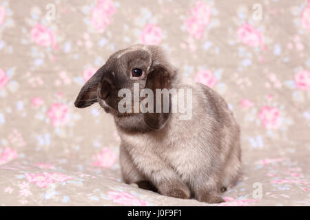 Hängeohrigen Zwerg Kaninchen. Studio Bild gegen ein florales Design Tapete gesehen. Deutschland Stockfoto