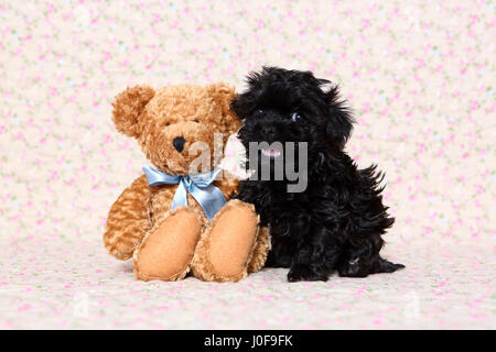 Bolonka Zwetna. Schwarze Welpen (7 Wochen alt) sitzt neben einem Teddybär. Studio Bild vor einem hellen Hintergrund mit Blume gedruckt. Deutschland Stockfoto