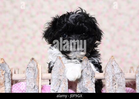 Bolonka Zwetna. Schwarz-weiß-Welpen (7 Wochen alt) mit Blick auf einen Holzzaun. Studio Bild vor einem floralen Design-Tapete. Stockfoto