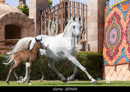 Arabische Pferd. Graue Stute mit Fohlen im Trab auf einer Wiese. Ägypten Stockfoto