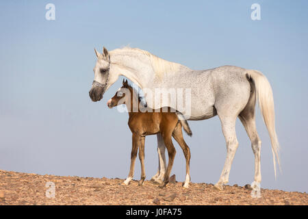 Arabische Pferd. Graue Stute mit Fohlen stehen in der Wüste. Ägypten Stockfoto