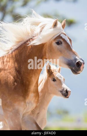 Haflinger Pferd. Stute mit Fohlen in einer Koppel galoppieren Porträt. Süd-Tirol, Italien Stockfoto