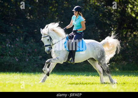 Connemara Pony. Junge Reiter auf Rückseite eine graue Erwachsene im Galopp auf einer Wiese. Österreich Stockfoto