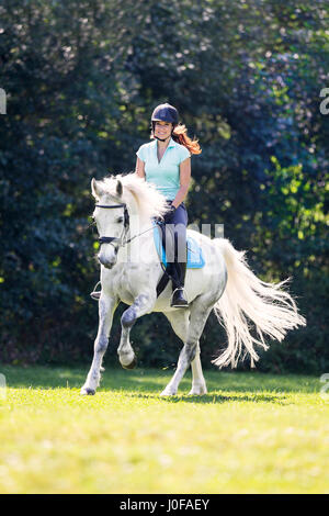 Connemara Pony. Junge Reiter auf Rückseite eine graue Erwachsene im Galopp auf einer Wiese. Österreich Stockfoto