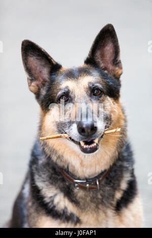 Deutscher Schäferhund. Porträt von Alter Mensch mit Stock im Maul. Deutschland Stockfoto